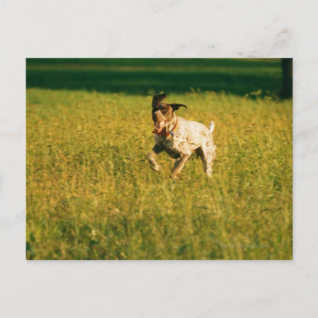 Carte Postale Chien courant à travers l'herbe (Devant)