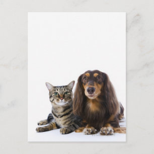 Carte Postale Chien (Dachshund) et chat (chat japonais) sur blan