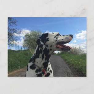 Carte Postale Chien dalmate sur le sentier de marche, jour ensol