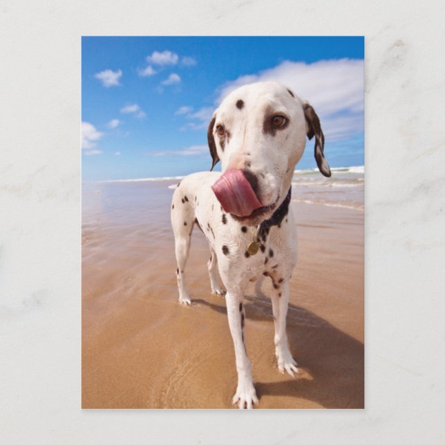 Carte Postale Chien Dalmatien Sur La Plage (Devant)