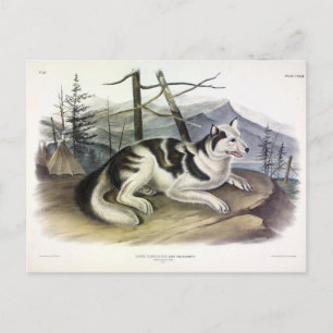 Carte Postale Chien d'Amérique (Chien du fleuve Mackenzie) par A