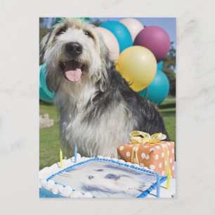 Carte Postale Chien d'anniversaire