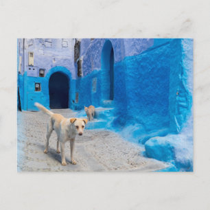 Carte Postale Chien dans la ville bleue