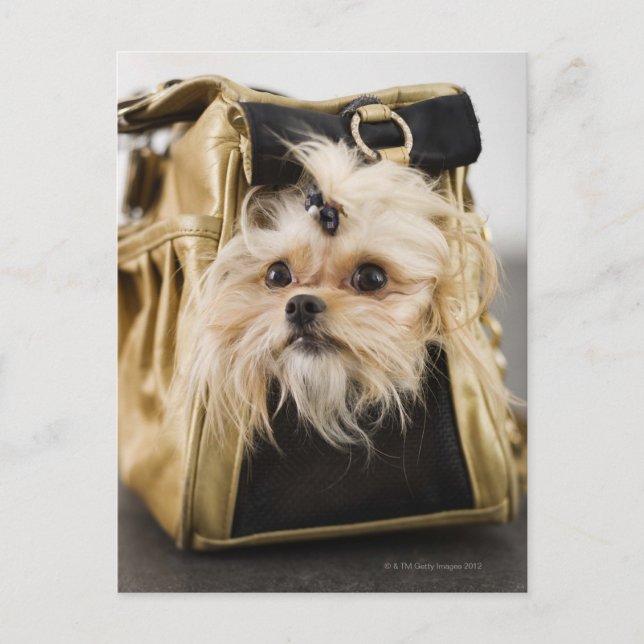 Carte Postale Chien dans un sac (Devant)