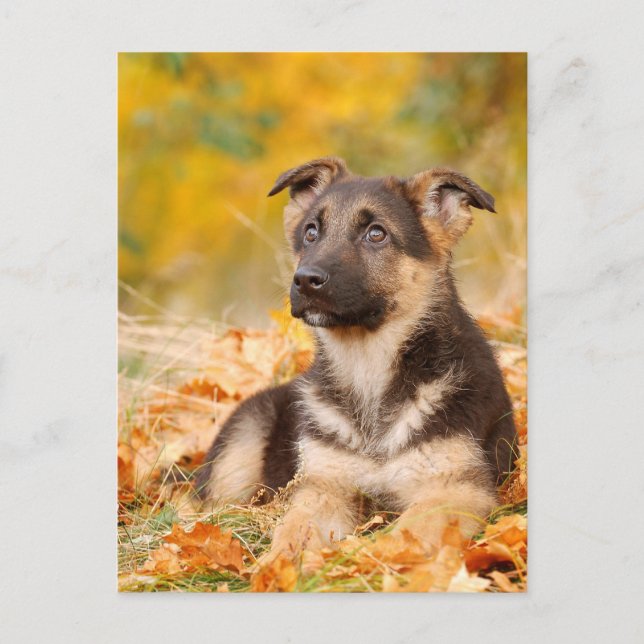Carte Postale Chien d'automne allemand chiot (Devant)