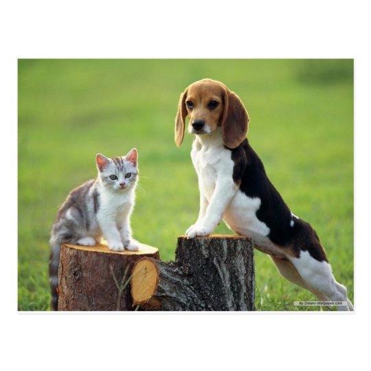 Carte Postale Chien De Beagle Et Chaton Tigre Gris Zazzle Fr