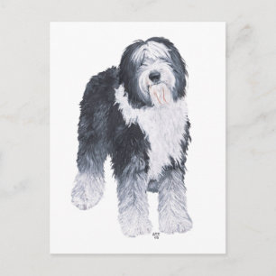 Carte Postale Chien de berger anglais ancien