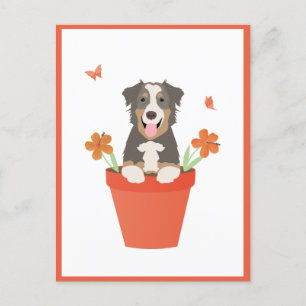 Carte Postale Chien De Berger Australien En Pot De Fleurs