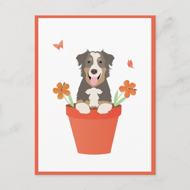 Carte Postale Chien De Berger Australien En Pot De Fleurs (Devant)