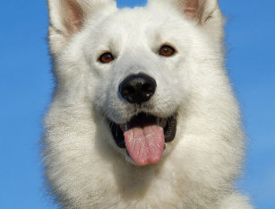 Berger Blanc Suisse Porte-cl/és dans l/´emballage cadeau.