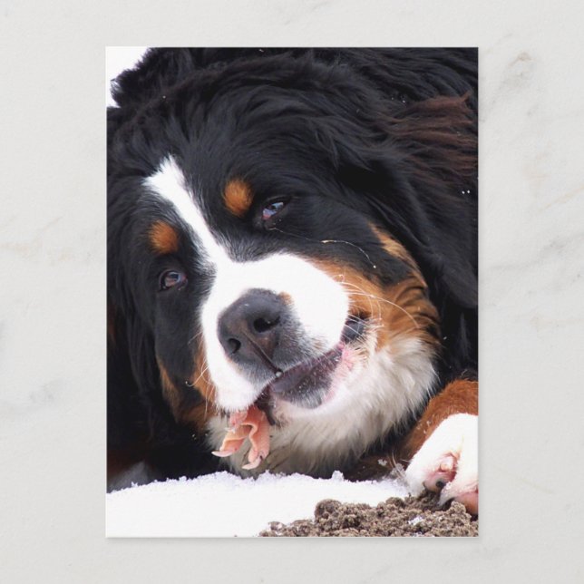 Carte Postale chien de berne avec un pied de poulet (Devant)