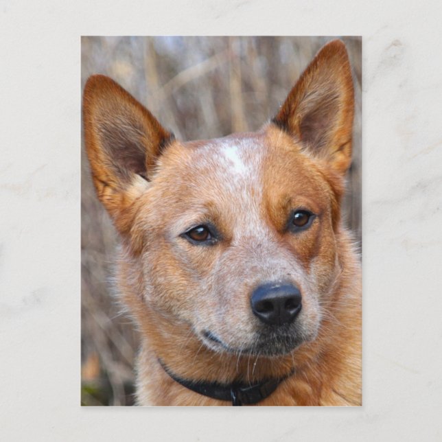 Carte Postale Chien de bétail australien (Devant)
