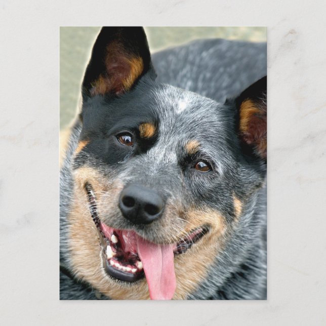 Carte Postale Chien de bétail australien (Devant)