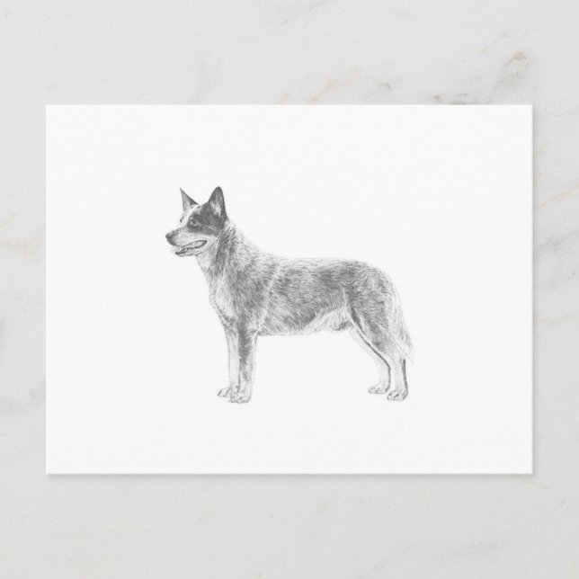 Carte Postale Chien de bétail australien (Devant)