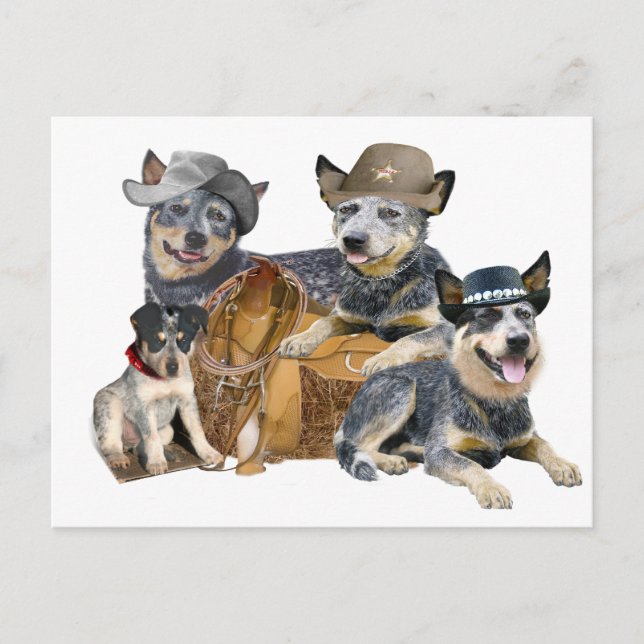 Carte Postale Chien de bétail australien (Devant)