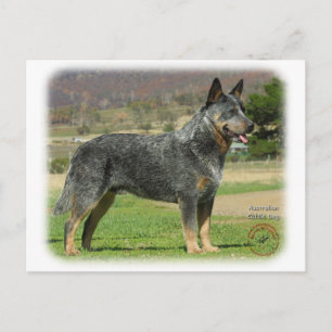 Carte Postale Chien de bétail australien 9F060D-18