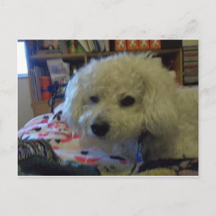 Carte Postale Chien de Bichon Frise