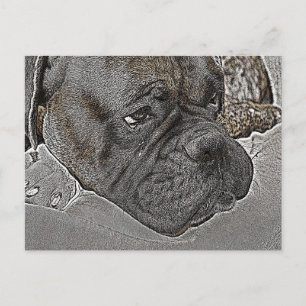 Carte Postale Chien de boîte