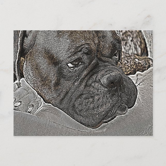 Carte Postale Chien de boîte (Devant)