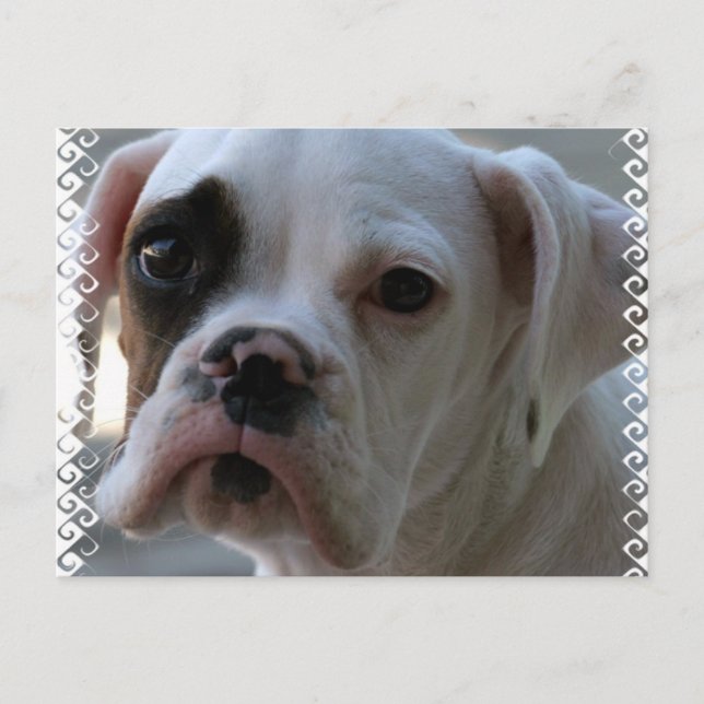 Carte postale Chien de boîte à oeil noir (Devant)