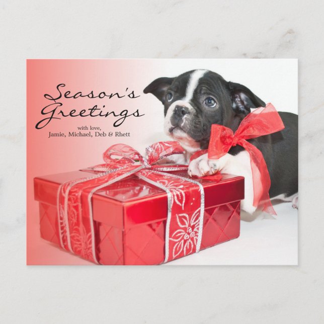 Carte Postale Chien de Boston Terrier (Devant)