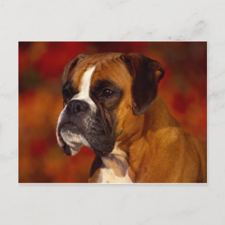 Carte Postale Chien de boxe