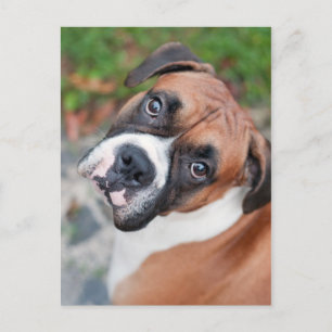 Carte Postale Chien de boxer mignon