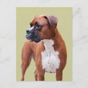 Carte Postale Chien de boxeur