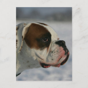 Carte Postale Chien de boxeur dans la neige