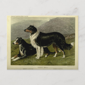 Carte Postale Chien de brebis de la frontière vintage