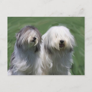 Carte Postale Chien de brebis polonais