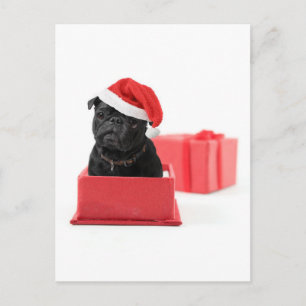 Carte Postale Chien de carlin noir présent ou cadeau