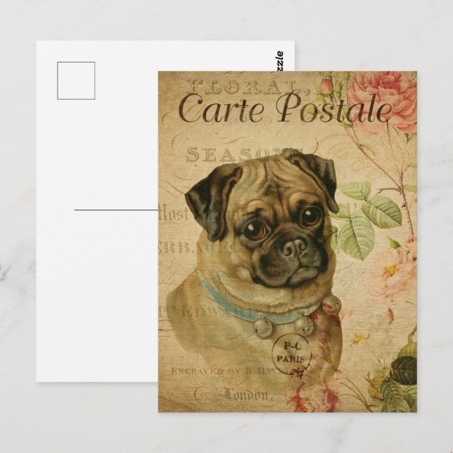 Carte Postale Chien de Carlin vintage (Devant / Derrière)