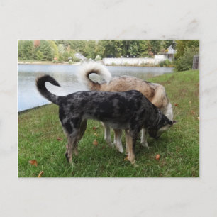 Carte Postale Chien de Catahoula Leopard et Ausky Dog