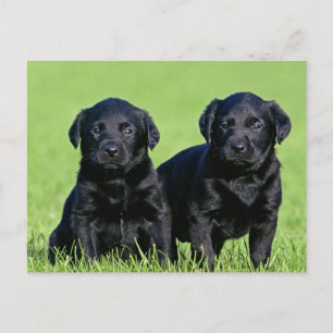 Carte postale Chien de Chien de Chien de Chien de