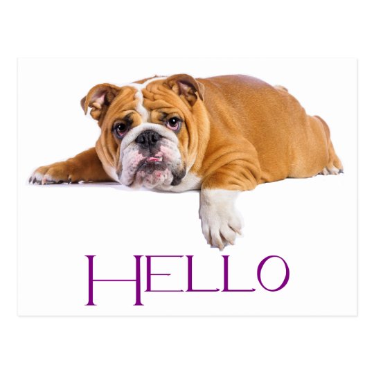 Carte Postale Chien De Chien De Chien De Chien De Chien De Chien Zazzle Fr Carte Postale Chien De Chien De Chien De Chien De Chien De Chien Zazzle Fr