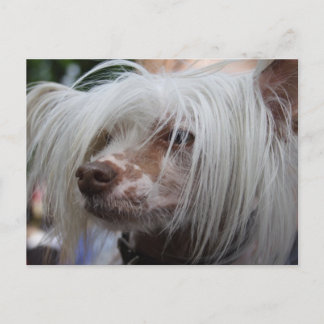 Carte Postale Chien de Chine arrêté