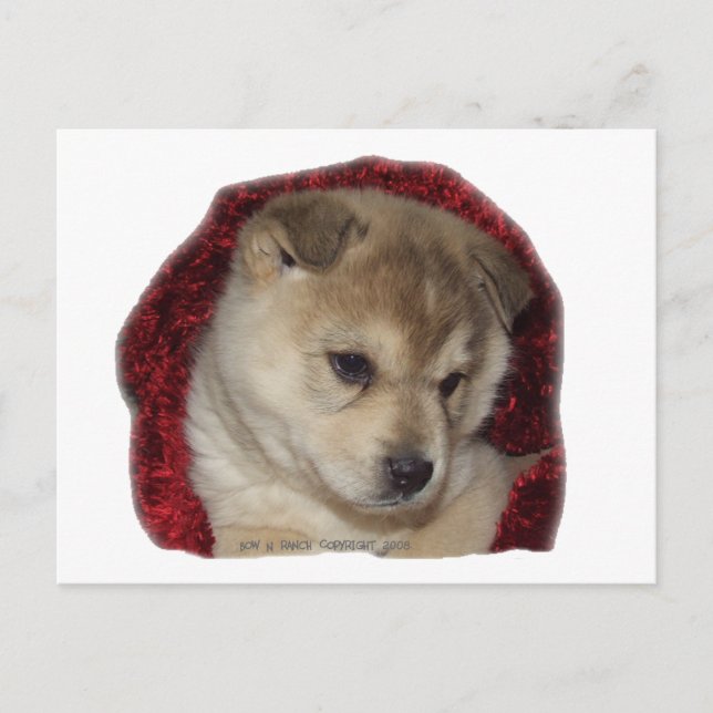 Carte Postale Chien de Chow dans l'écharpe rouge (Devant)