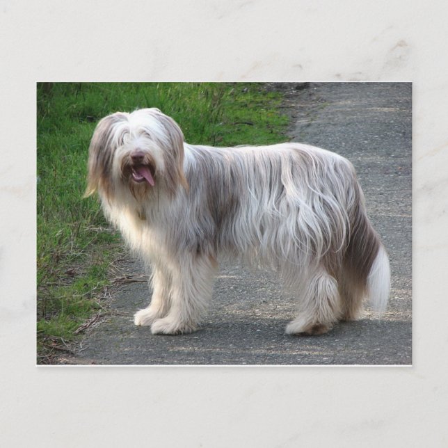 Carte Postale Chien de Collie à poils (Devant)