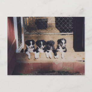 Carte Postale Chien De Collie Puppies Bordure