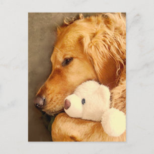 Carte Postale Chien de compagnie Retriever doré mignon triste pe