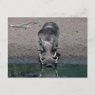 Carte Postale Chien de guerre - Gros sanglier