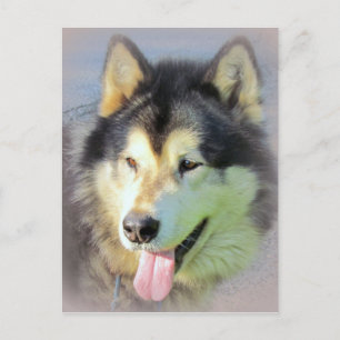 Carte Postale Chien de Malamute d'Alaska