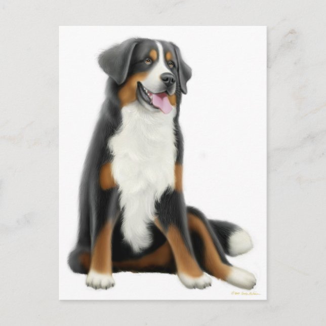 Carte postale Chien de Montagne Bernese (Devant)