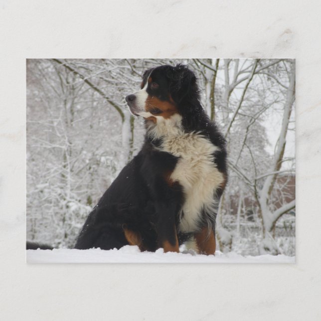 Carte Postale Chien de montagne bernois (Devant)