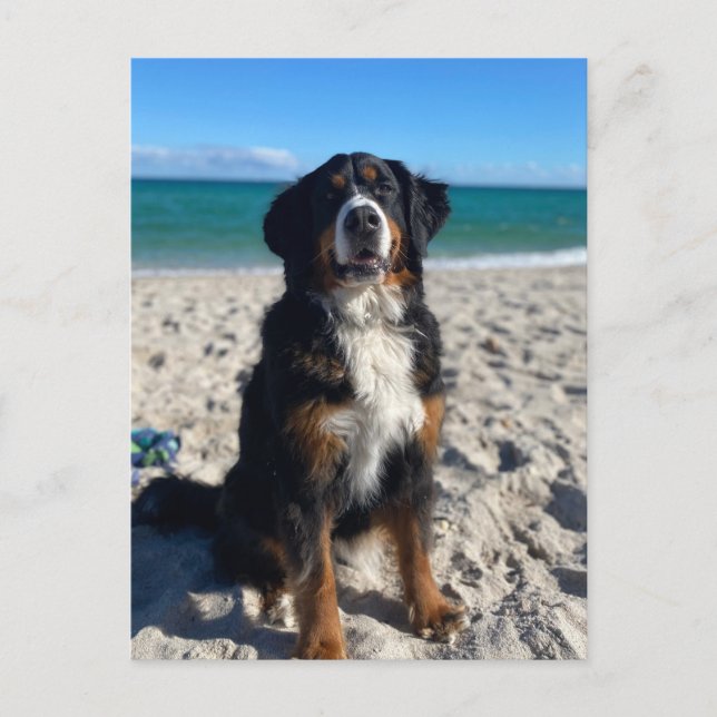 Carte Postale Chien de montagne bernois  (Devant)