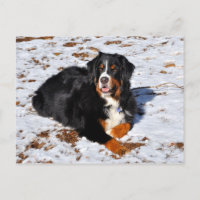 Chien de Montagne bernois jouant dans la neige