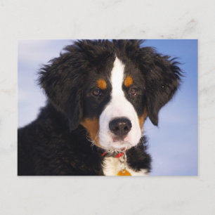 Carte Postale Chien de montagne bernois - Photo de chiot mignon
