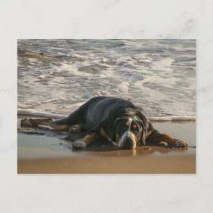 Carte Postale Chien de phoques