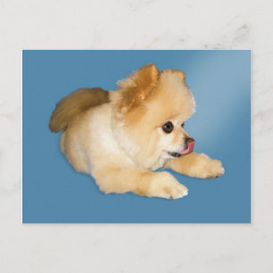 Carte postale Chien de Poméranie